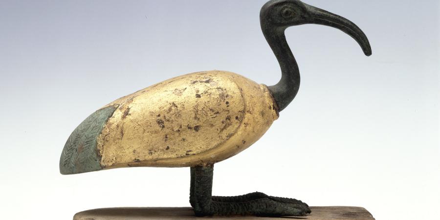 PERSFOTO Egyptische ibis_foto RMO.jpg